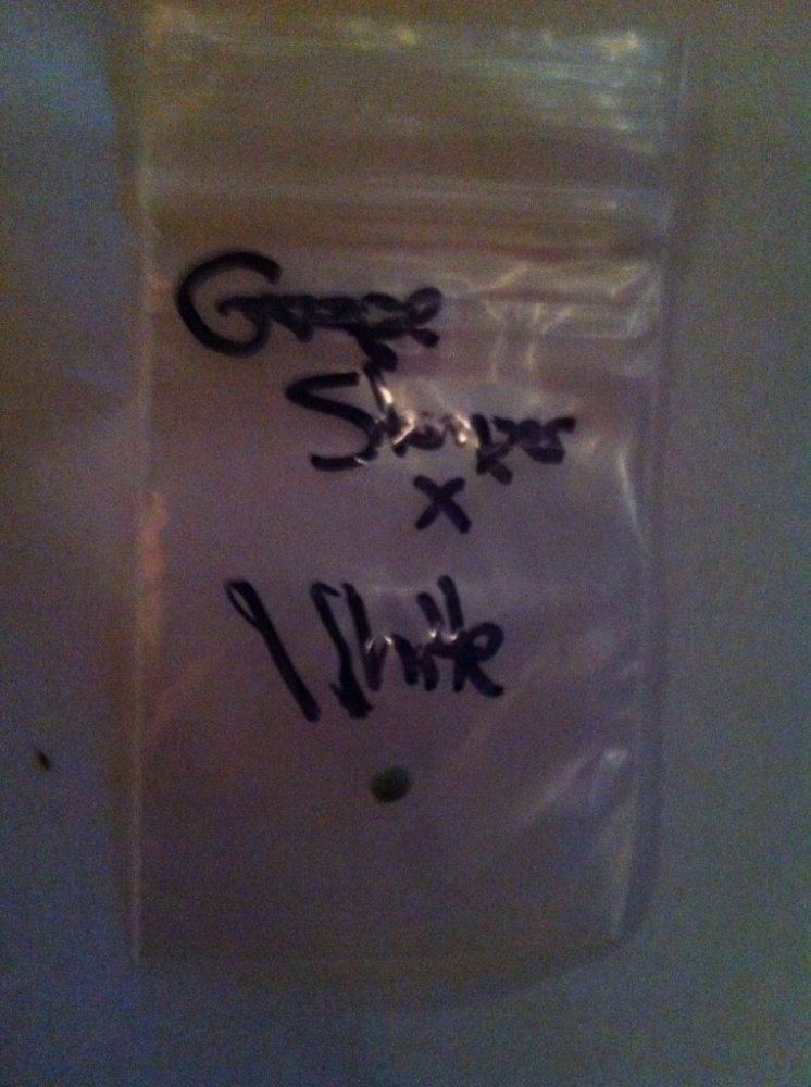 White Stomper Bean
