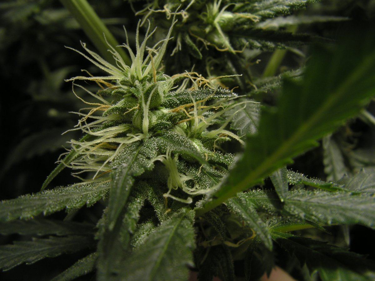 WHITE STRAWBERRY DIESEL 1