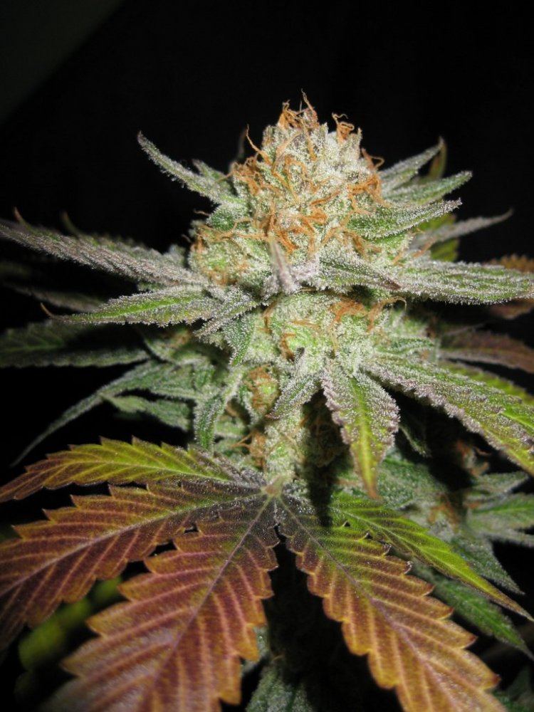 White strawberry