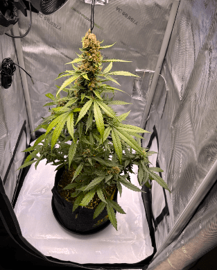 White truffle strain