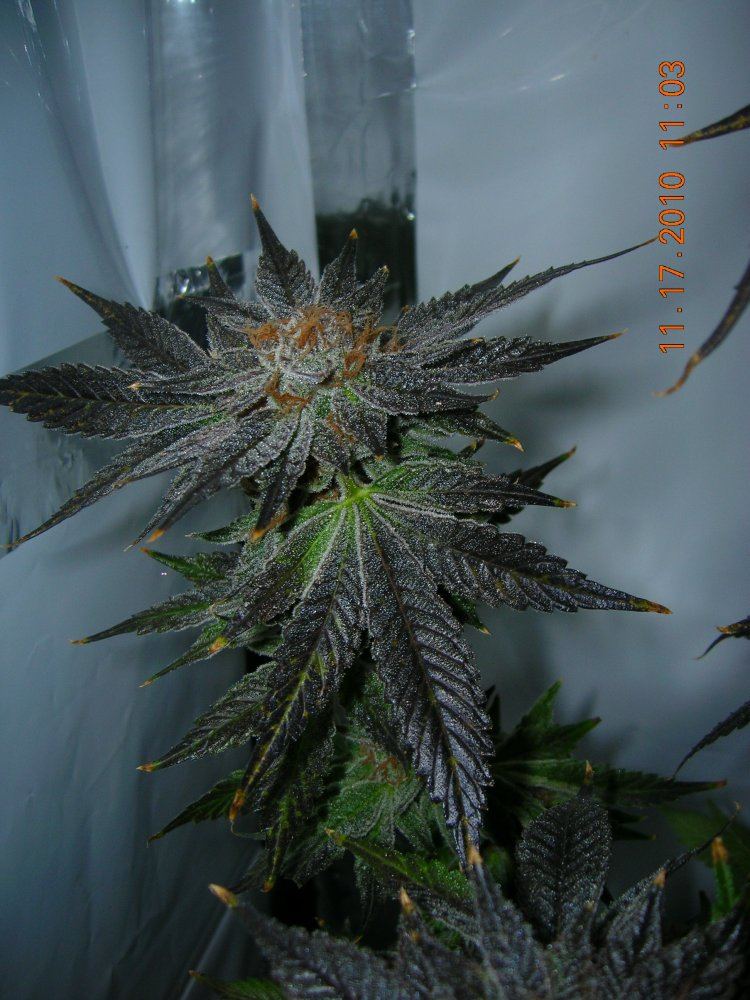 White Urkle Close Up