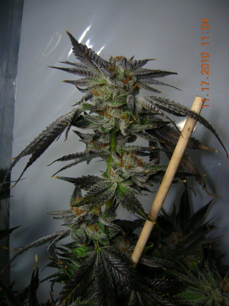 White Urkle