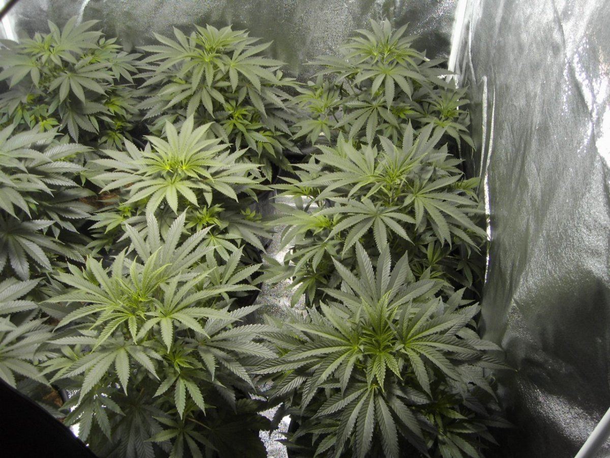 White urkles 001