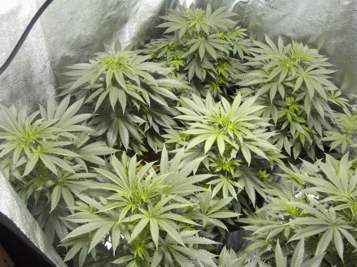 White urkles 002