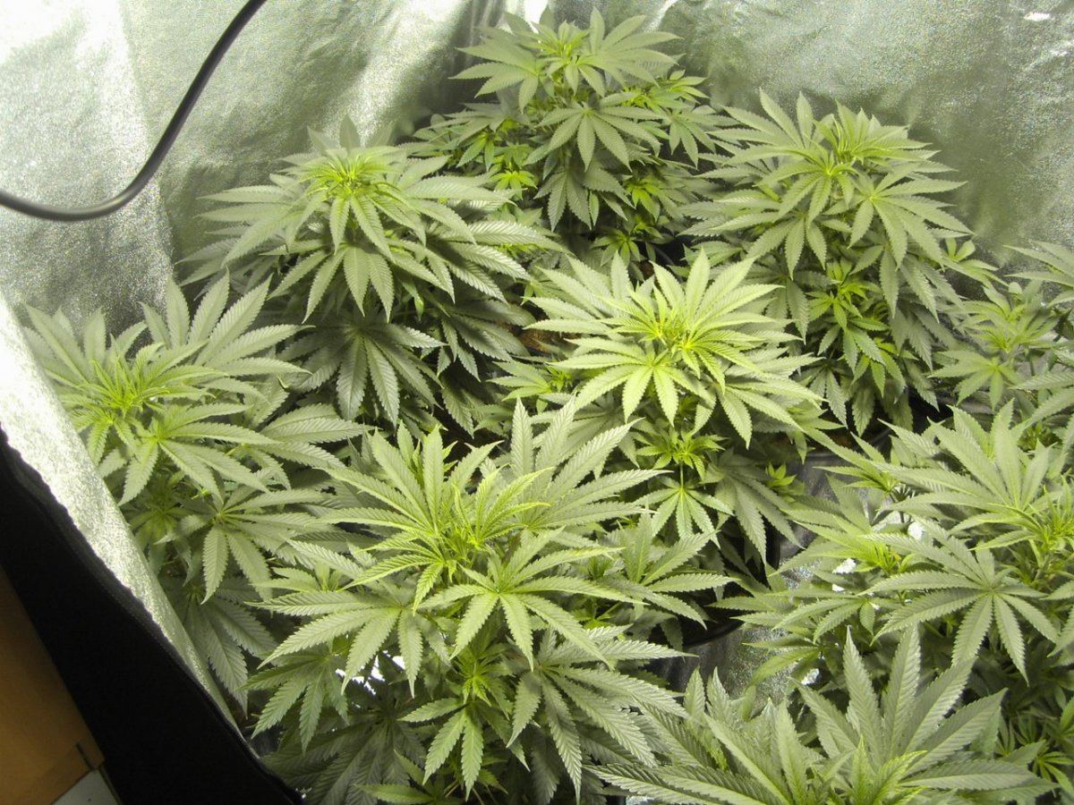 White urkles 003