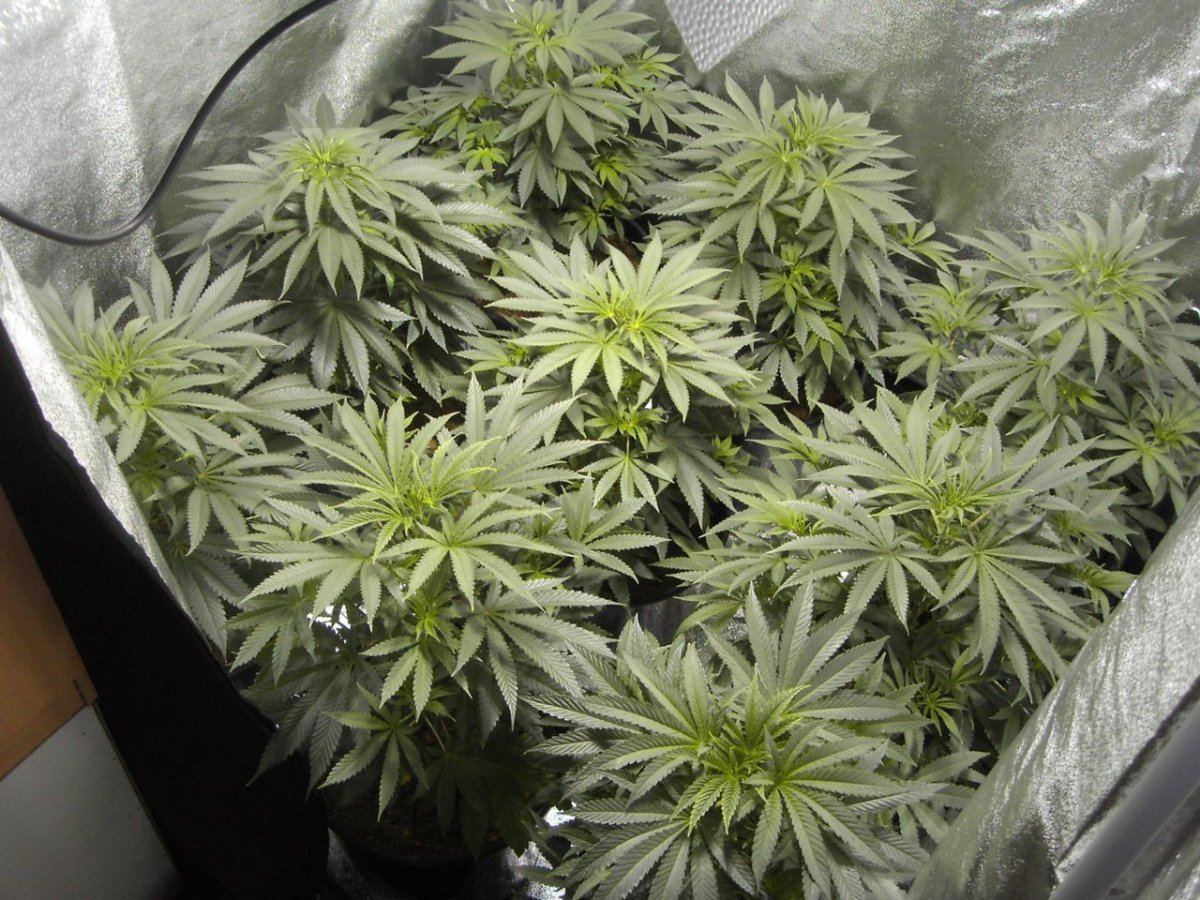 White urkles 006