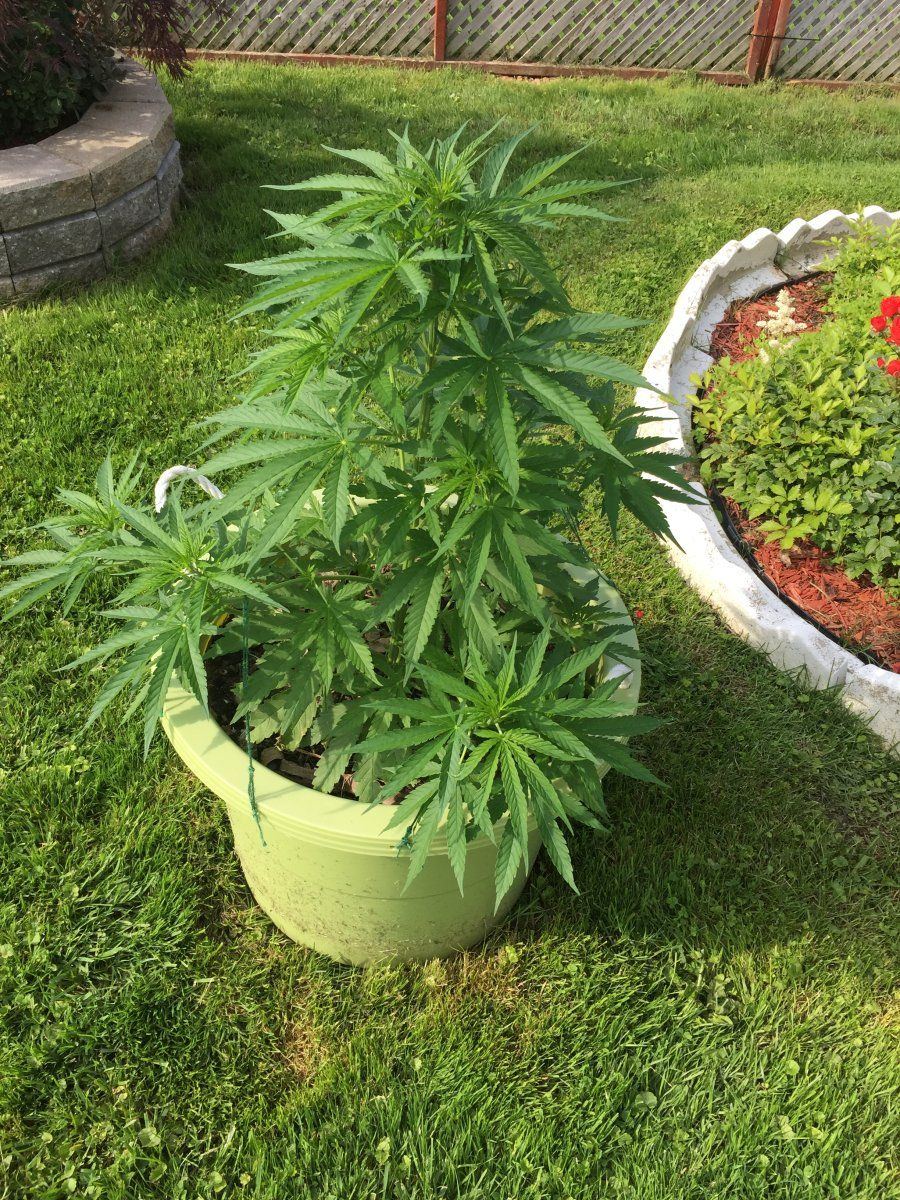 White Widdow auto