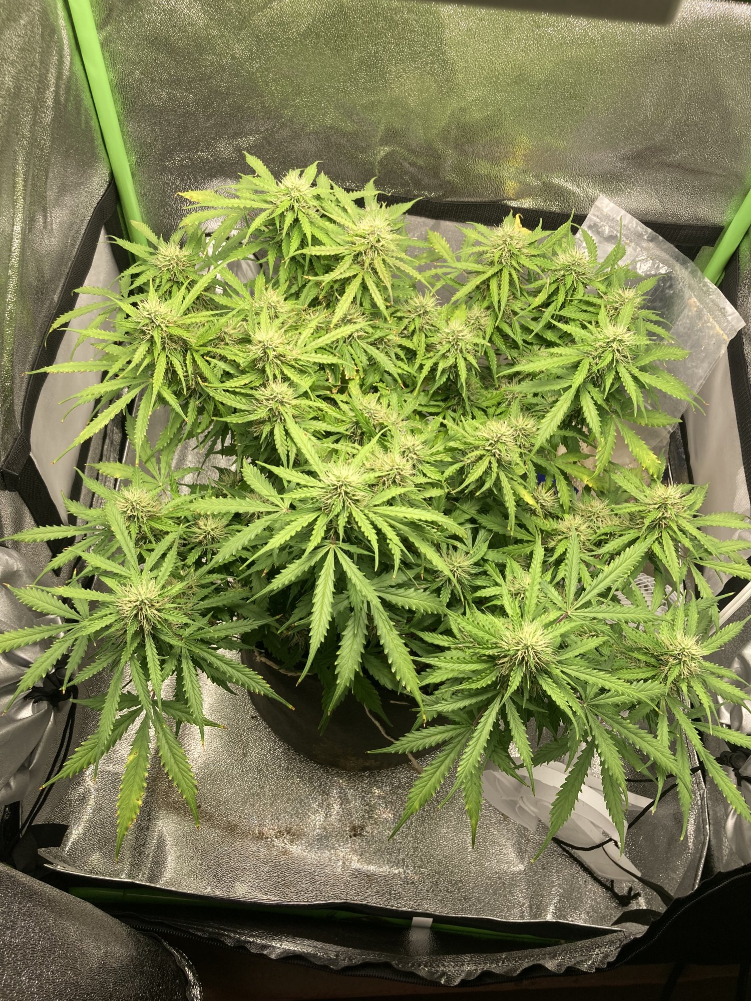 White widow 2x2 organic grow 3