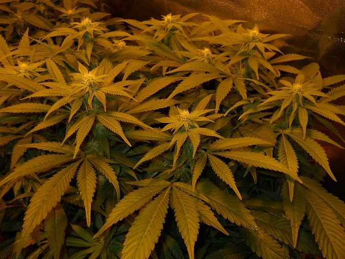 White widow and g13 kush 2
