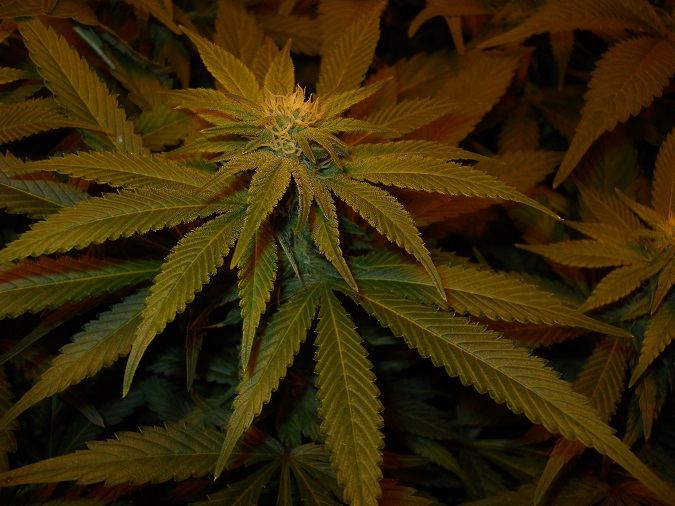 White widow and g13 kush 3