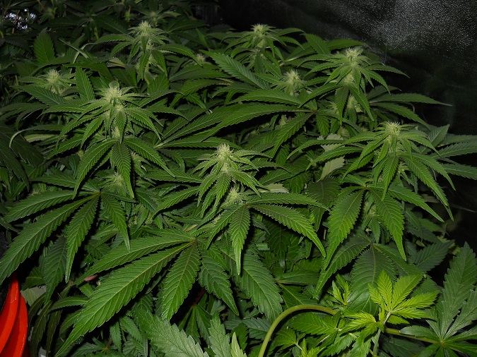 White widow and g13 kush