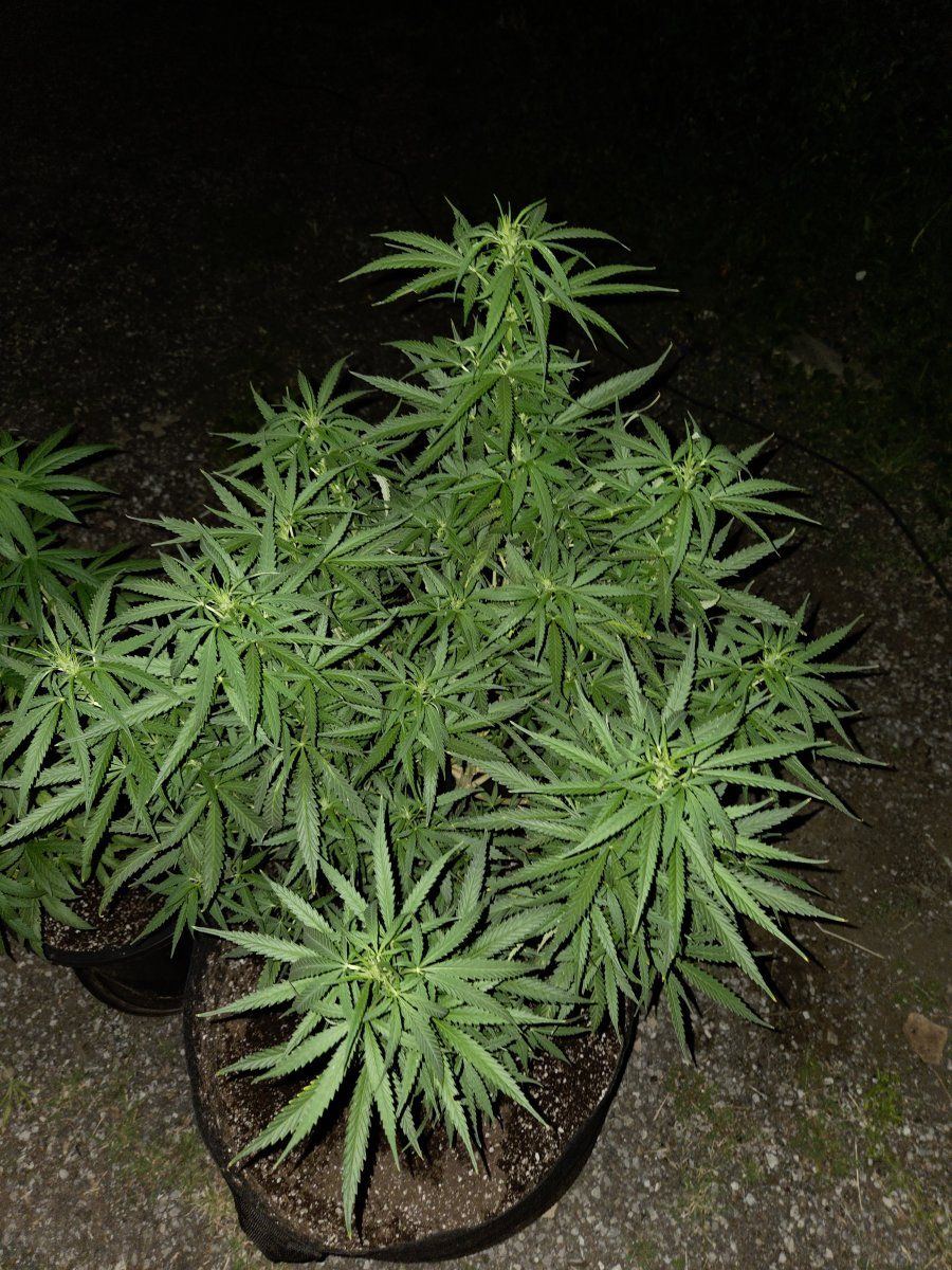 White Widow Auto 2 month's outside 24/7 - THCFarmer