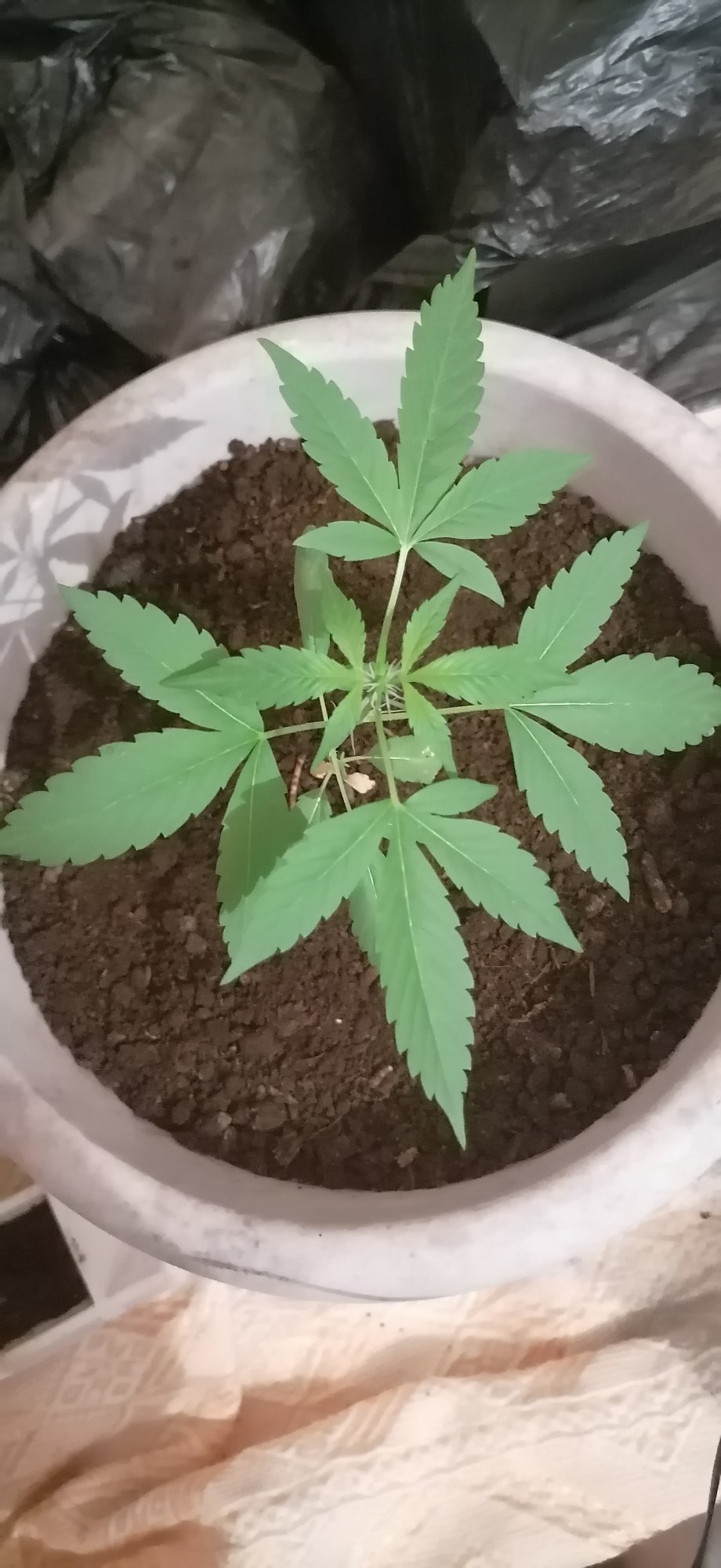 White widow auto 4 finger leaves