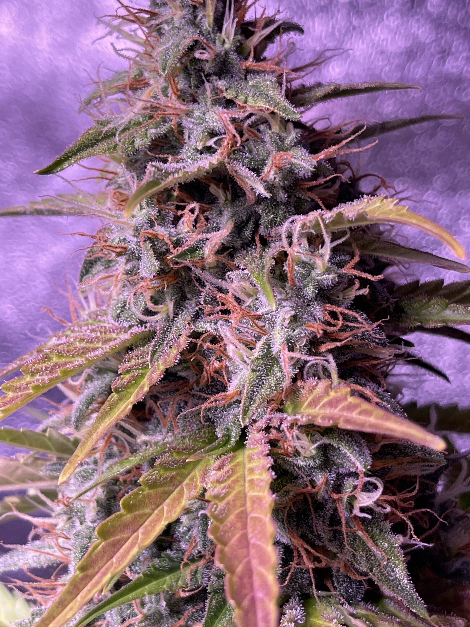 White widow auto flower week 8 3