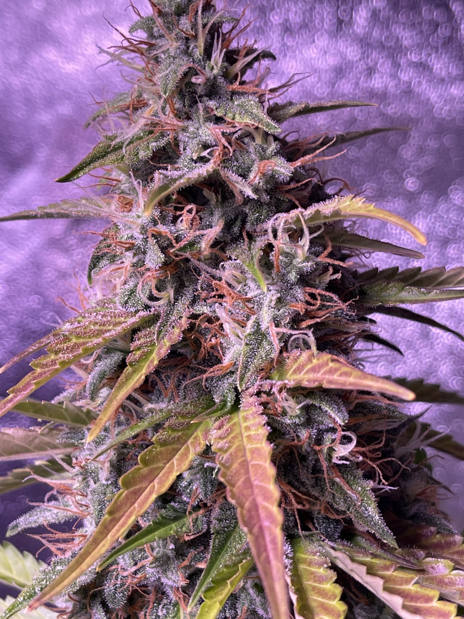 White widow auto flower week 8 4