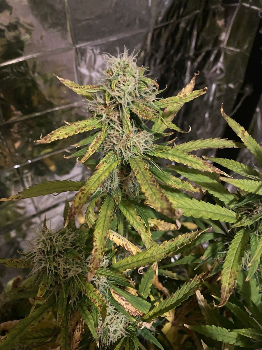 White widow auto   month 2 from seed 7