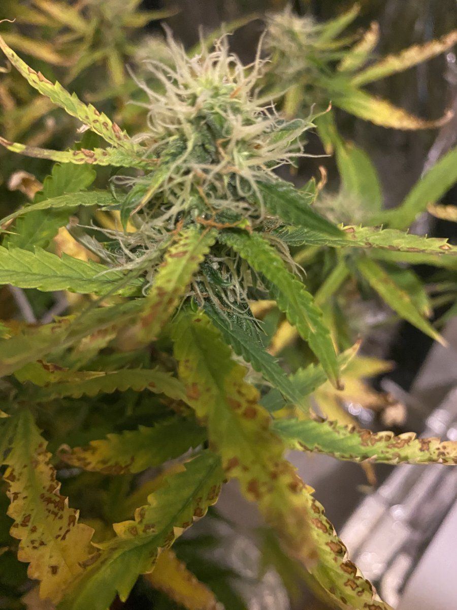 White widow auto   month 2 from seed 8