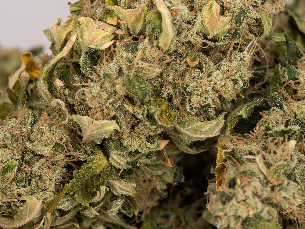 White Widow close up web