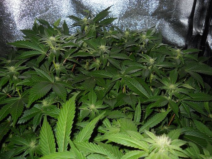 White widow day 28 1