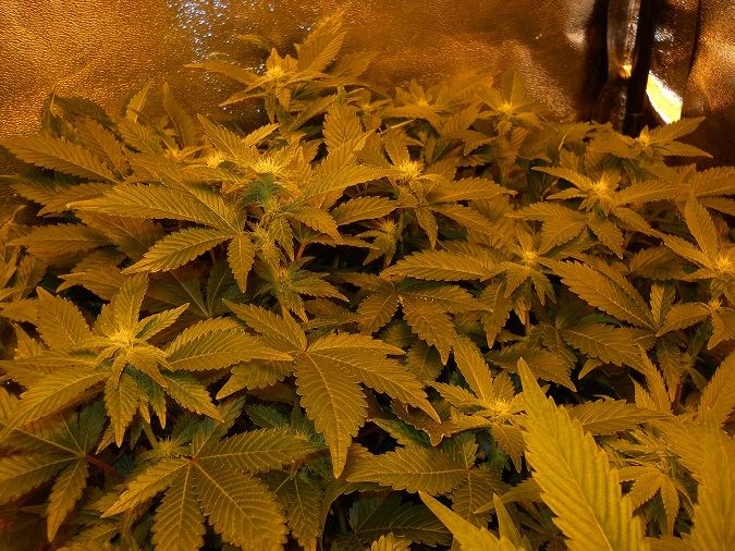 White widow day 28 2