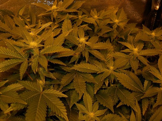 White widow day 28 3
