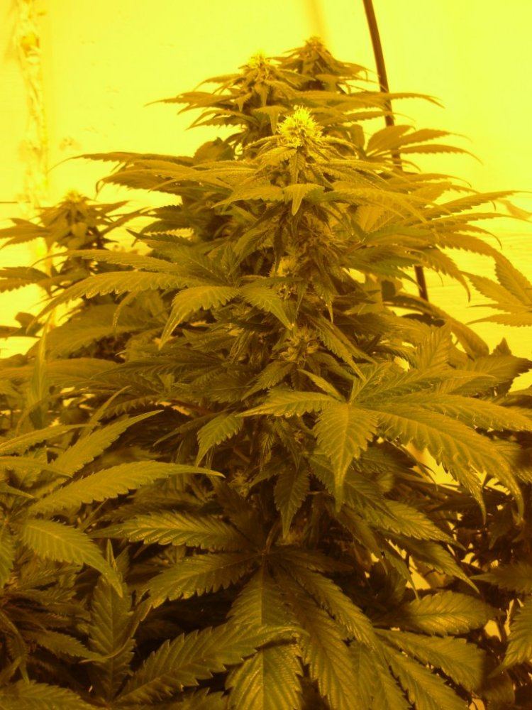 White Widow day 28