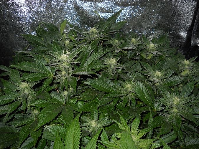 White Widow day 35 1