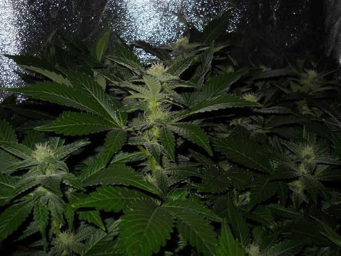 White Widow day 35 2