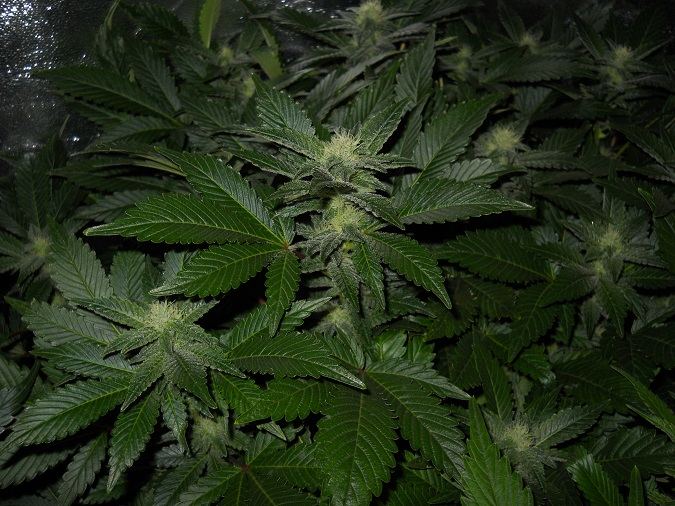 White Widow day 35 3