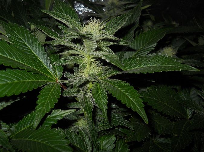 White Widow day 35 4