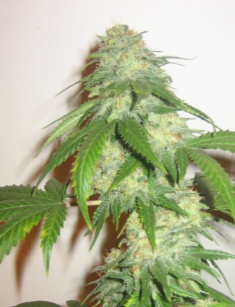 White Widow day 40