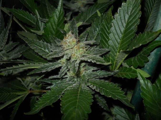 White widow day 49 1 