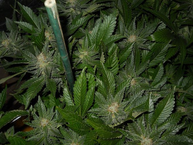 White widow day 49 2