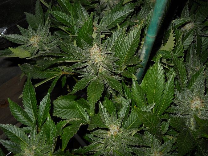 White widow day 49 3