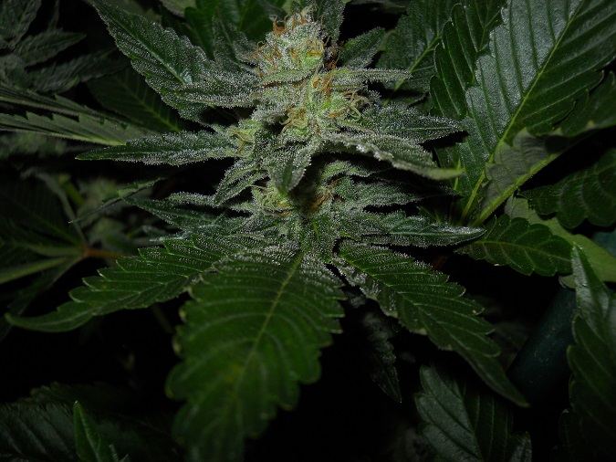 White widow day 49 4