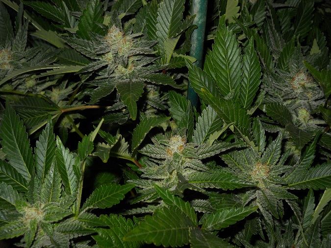 White widow day 49 5