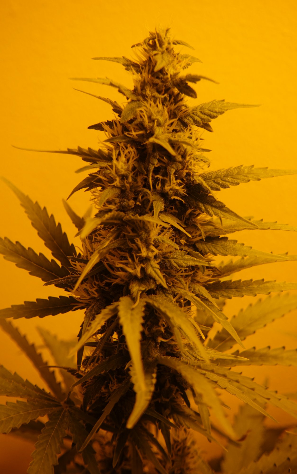 White Widow f5a