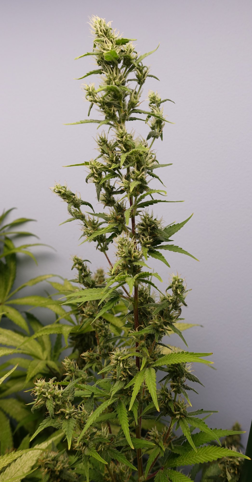 White Widow f5a