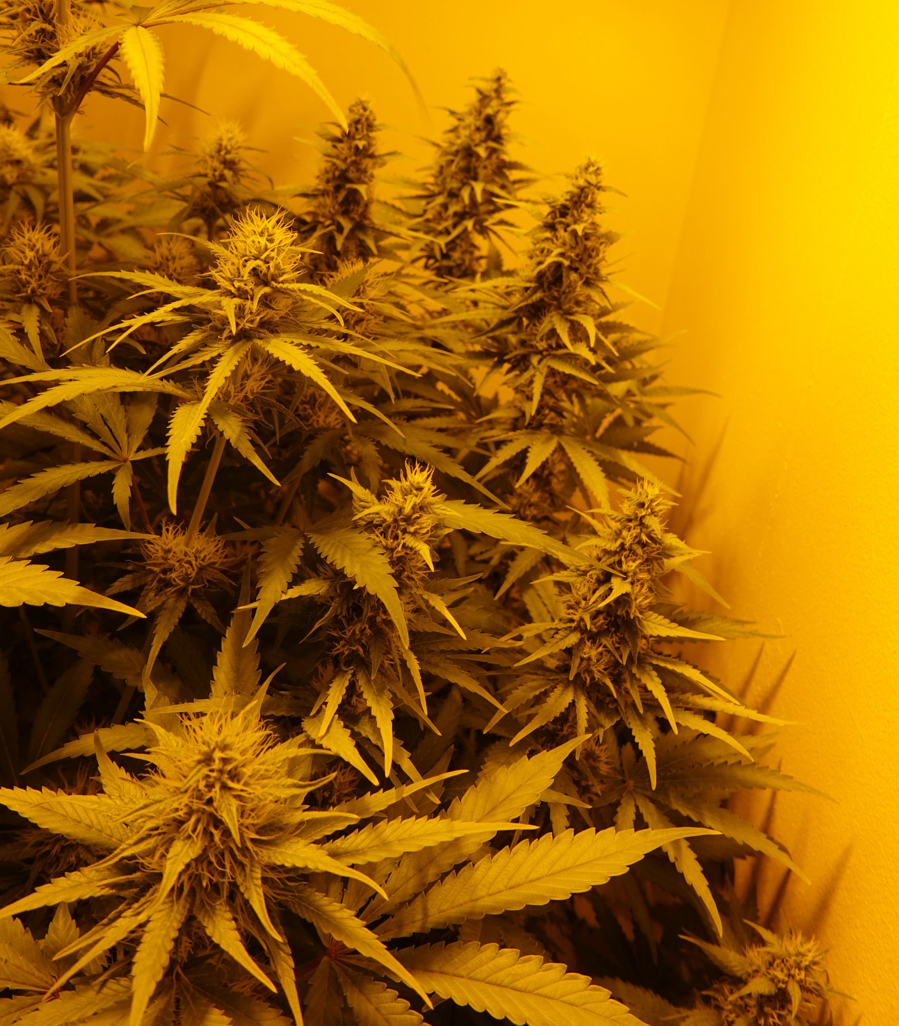 White Widow f5c