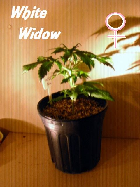 White Widow Female 36