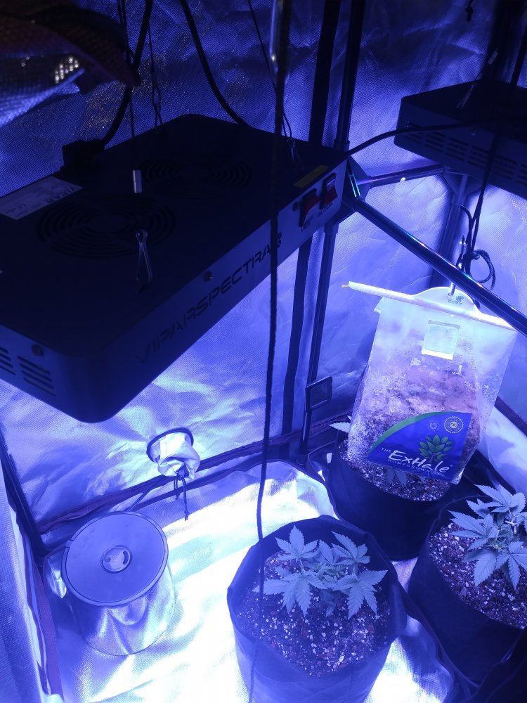 White widow first time 3