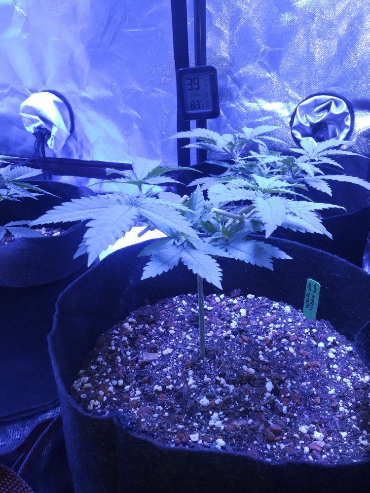White widow first time 5