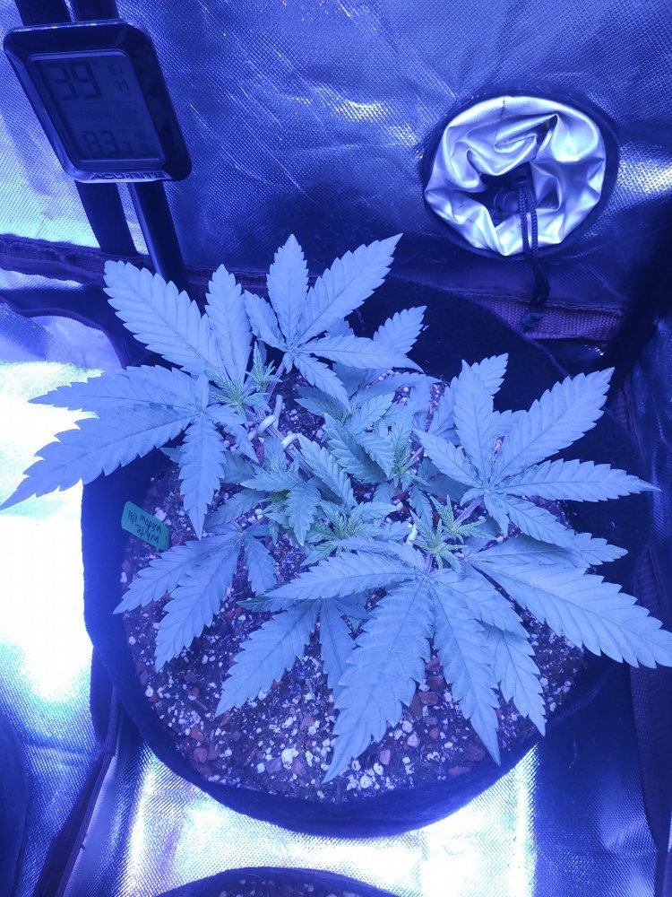 White widow first time 6
