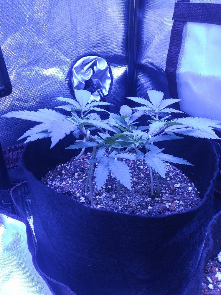 White widow first time 7