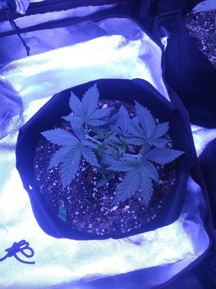 White widow first time 8