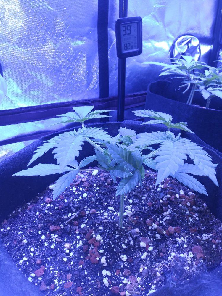 White widow first time 9