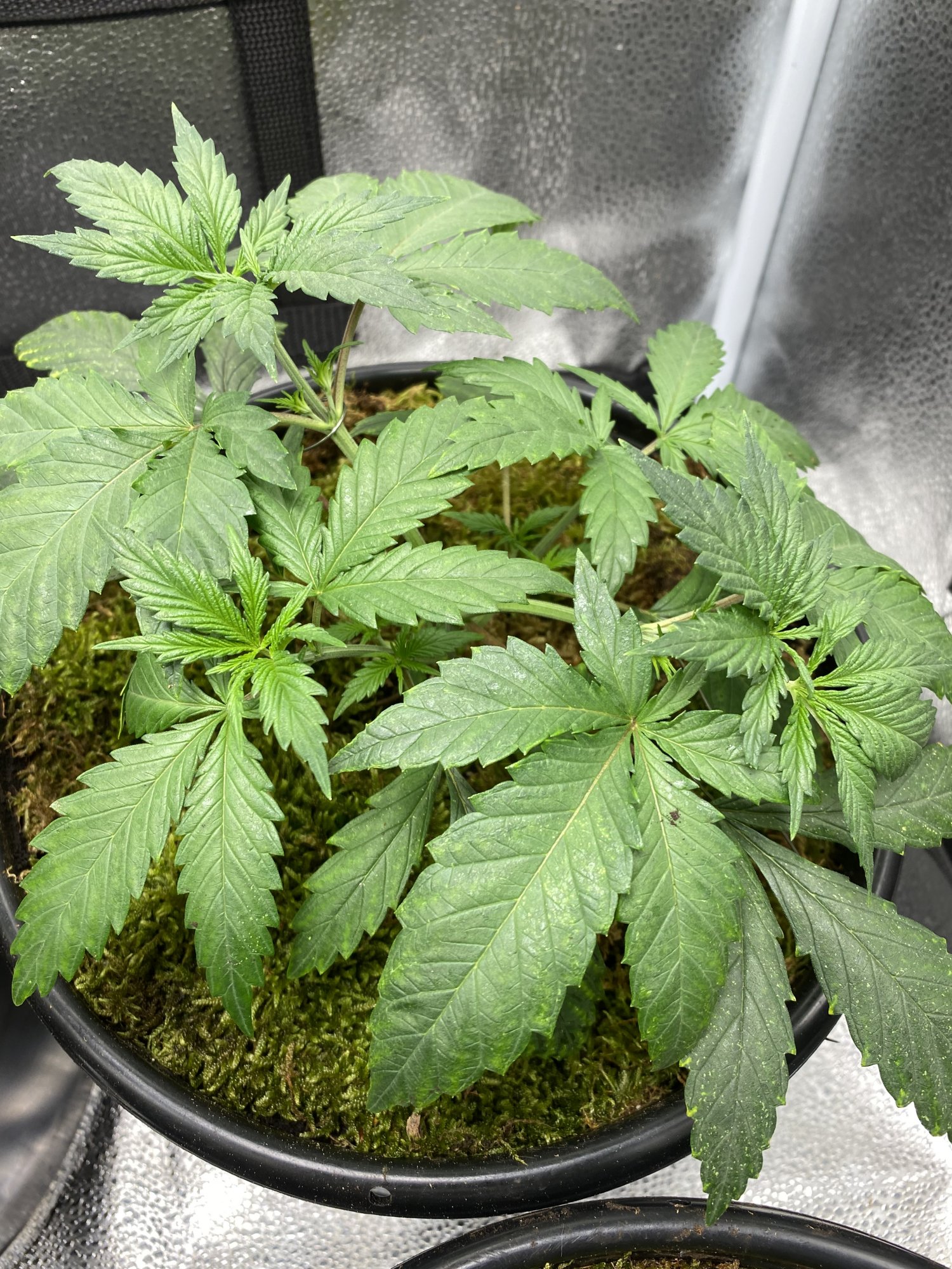 White widow grow with question 3