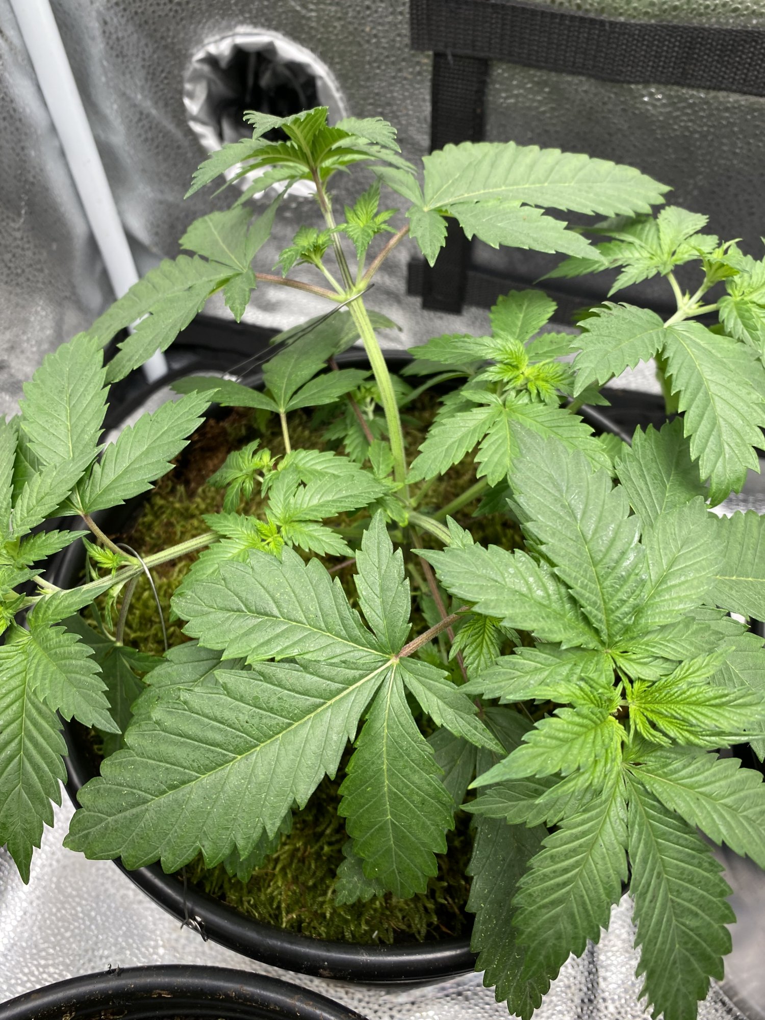White widow grow with question 4