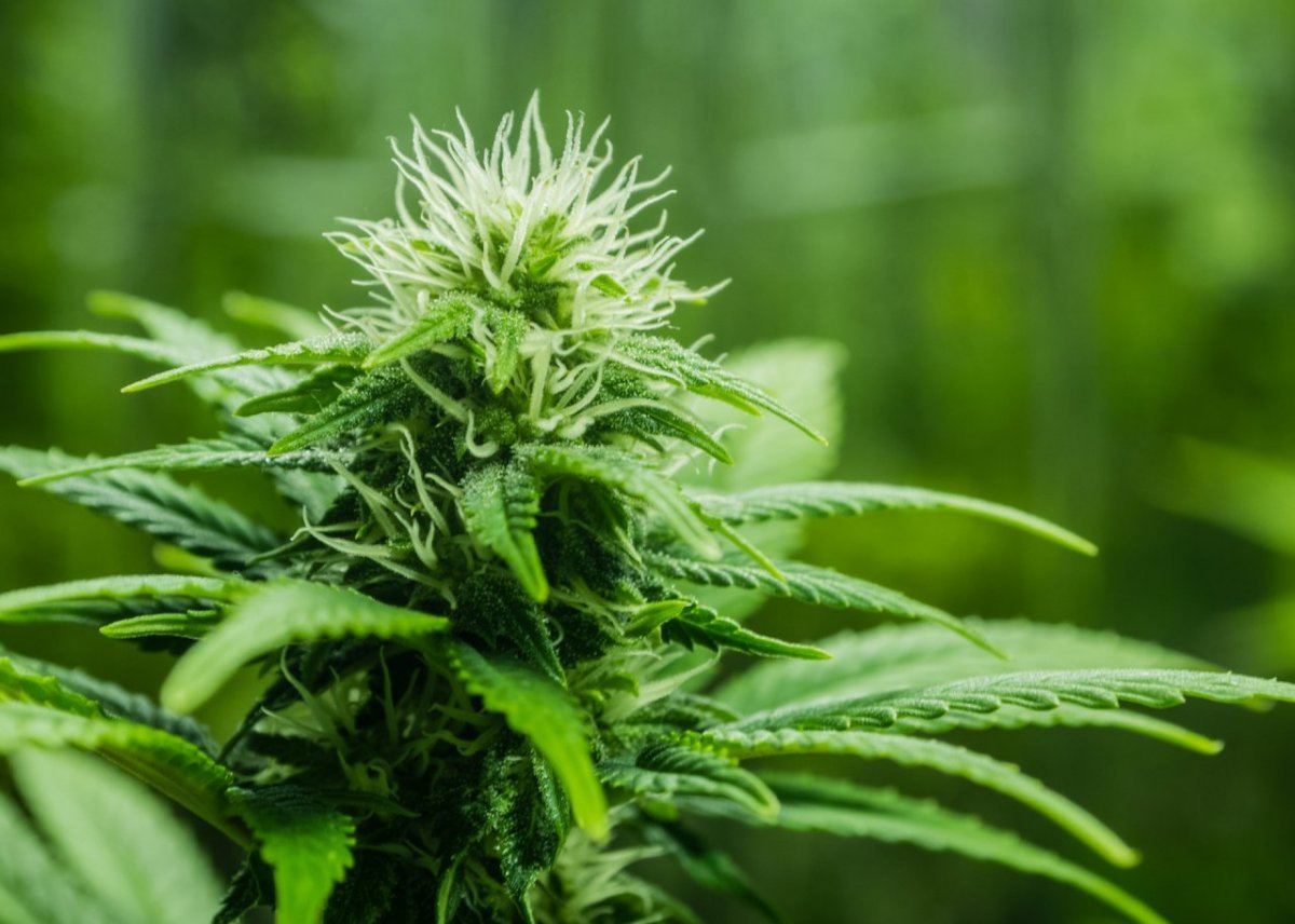 White widow