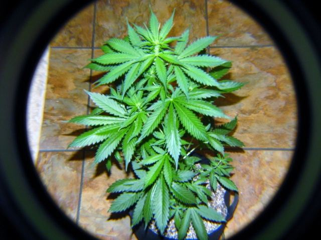 White Widow